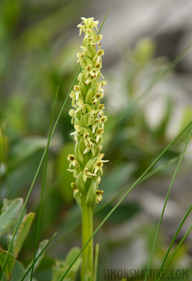 Platanthera huronensis [400 mm, 1/1250 sec at f / 8.0, ISO 1600]